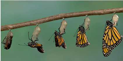 Butterflies-Evolution